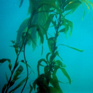 Young Kelp