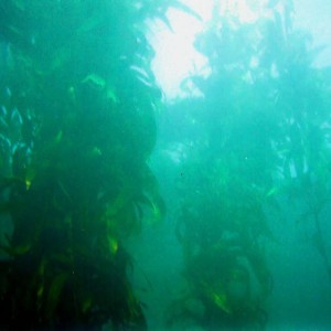 Young_Kelp_near_surface