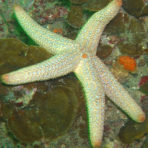 White_starfish