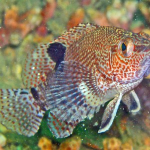Cool_spotted_fish