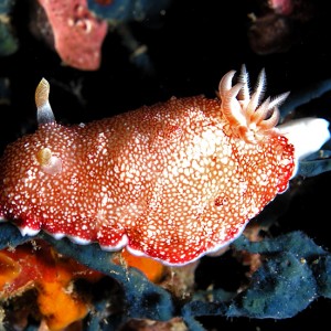 vibrant nudibranch
