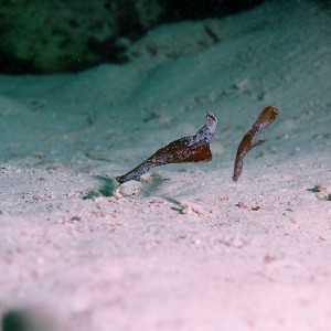 Robust Ghost Pipefish