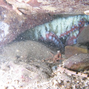 northern pacific octopus
