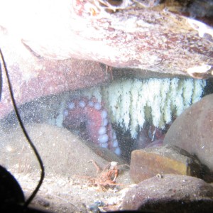 northern pacific octopus