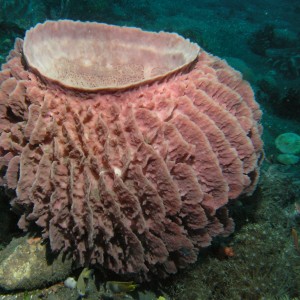 Barrel Sponge