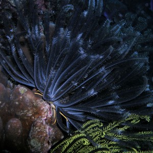 Crinoid