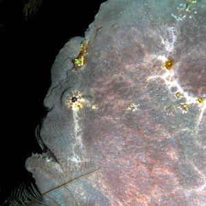 Frogfish profile