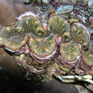 Giant Clam