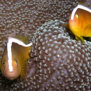 Clownfish peer