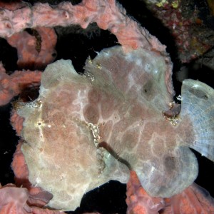 Pink Frogfish