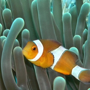 Common Clownfish