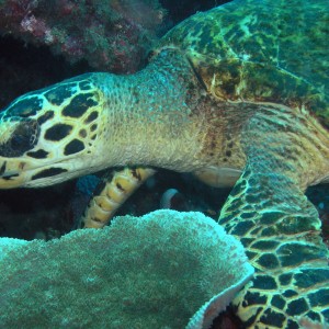 Turtle pauses reef wrecking