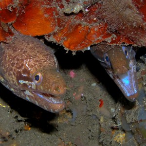 Mr and Mrs Moray