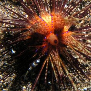 Psychedelic Urchin