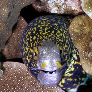 Yellow spotted moray