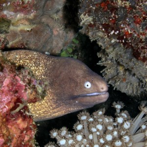 White Eyed Moray Poses