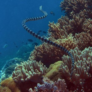 Sea Snake Leaves