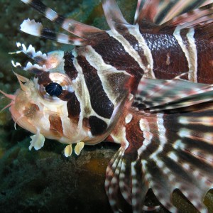 Lionfish profile