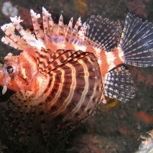 Full Lionfish