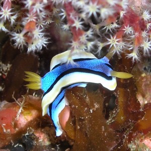 Blue Nudibranch