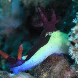 Psychedelic Nudibranch