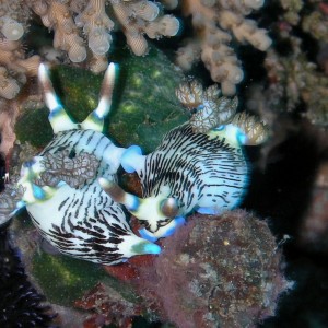 X Rated Nudi Action!