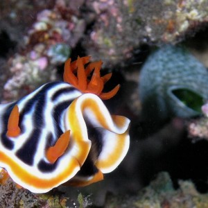 Freaky Orange Nudibranch