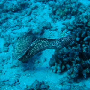 Oahu Eels