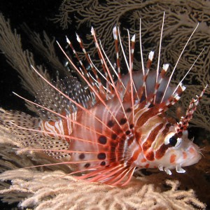 Lionfish on a white seafan