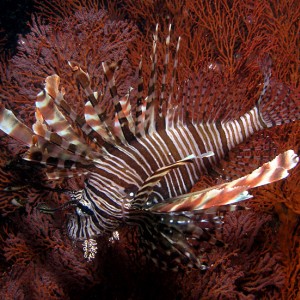 Lionfish hovering