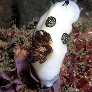Nudibranch: Joruna funebris