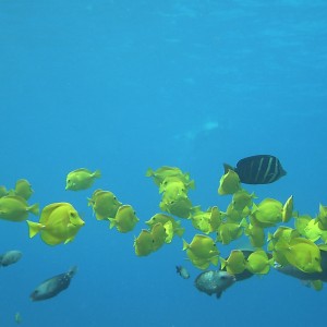 hawaiian reef