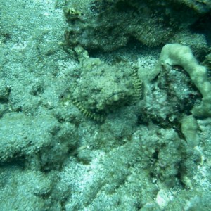 titain scorpion fish