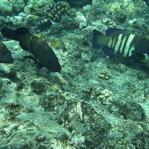 indonesion grouper