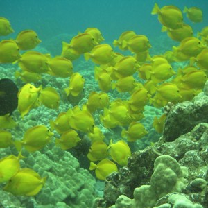 yellow tang cloud