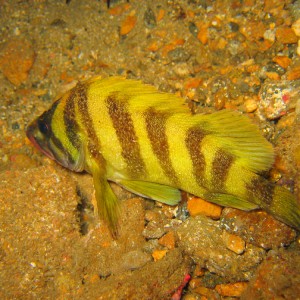 Treefish