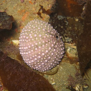 Sea Urchin Skeleton