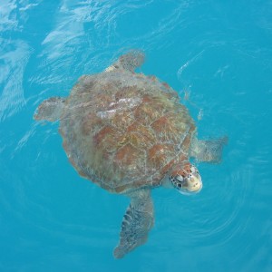 buddy the green turtle