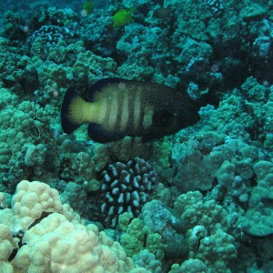 Peacock_grouper