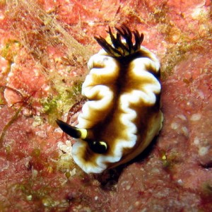 Tan Nudibranch