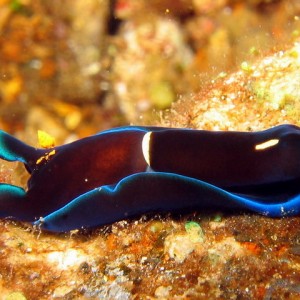 Blue Nudibranch