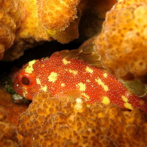 Yellow Spotted Scorpionfish