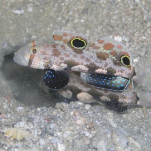 twinspot goby