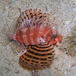 dwarf lionfish