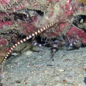 pipefish and shrimp