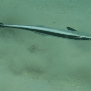 remora