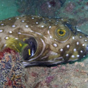whitespotted puffer