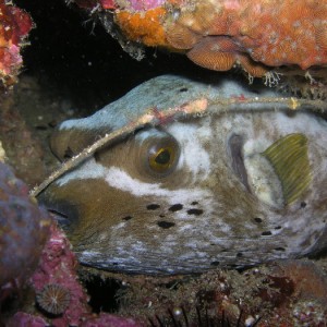 spotted toadfish