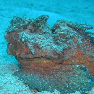 estuarine stonefish