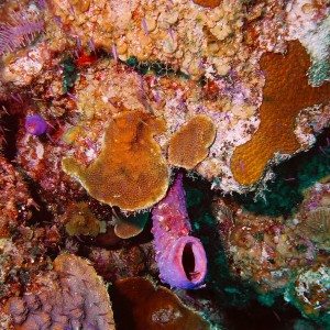 Fish in Tube Sponge